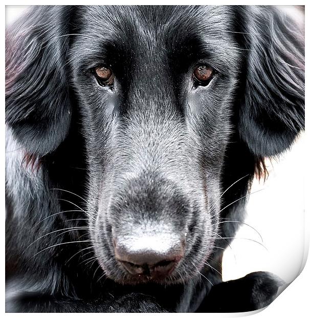 The  Face of a Flat Coat Retriever Dog Print by Sue Bottomley