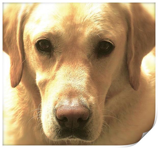  Sweet Golden Labrador Dog Print by Sue Bottomley