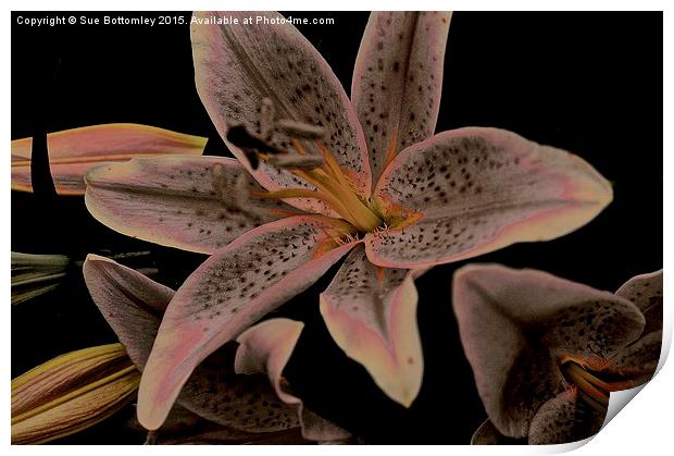 Faded Stargazer Lily  Print by Sue Bottomley