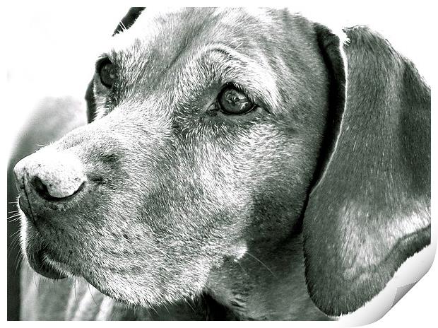 Vizsla Dog in Black and White  Print by Sue Bottomley