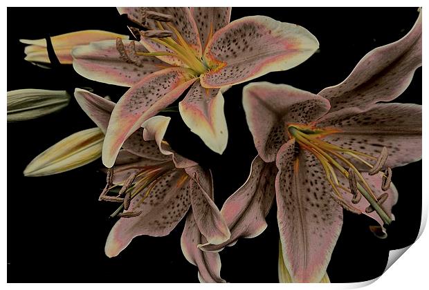 Faded Stargazer Lilies  Print by Sue Bottomley