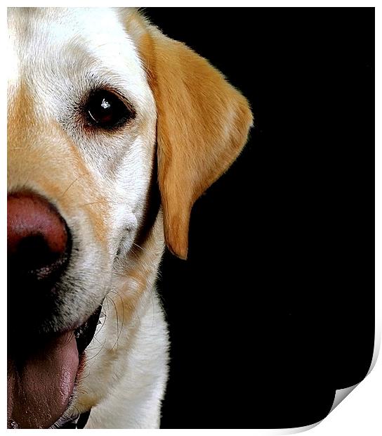 The loving eye of a Labrador dog Print by Sue Bottomley