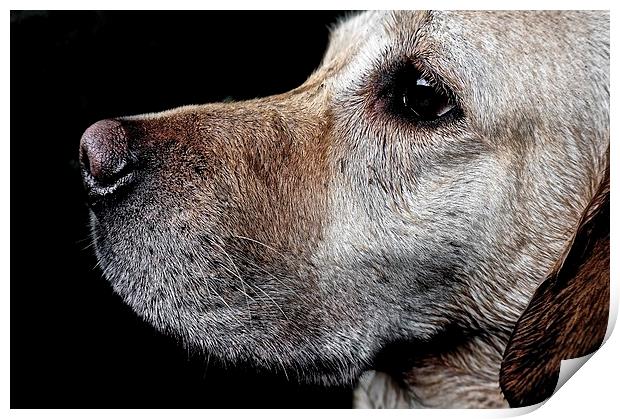 Golden Labradors Face                              Print by Sue Bottomley