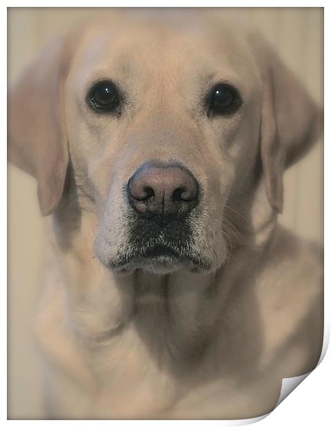 Golden Labrador Soft toned                         Print by Sue Bottomley