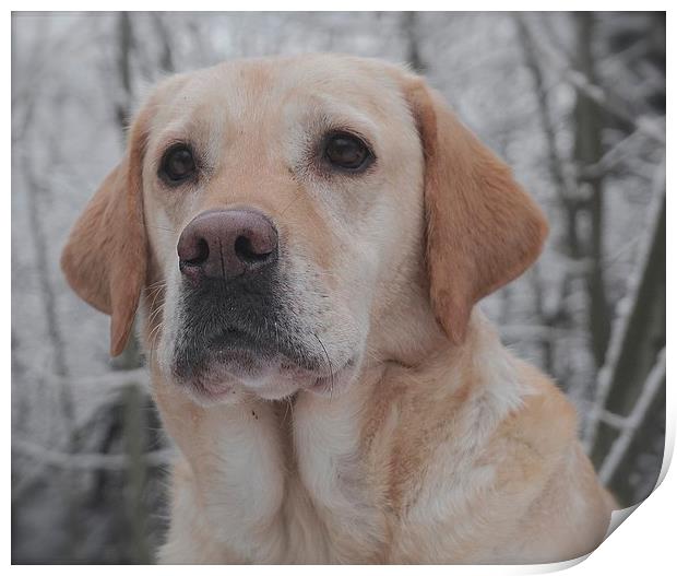 The face of a Golden Labrador Dog                  Print by Sue Bottomley