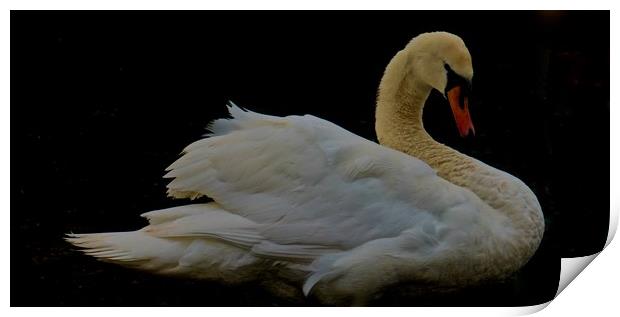 Elegant Swan                                Print by Sue Bottomley