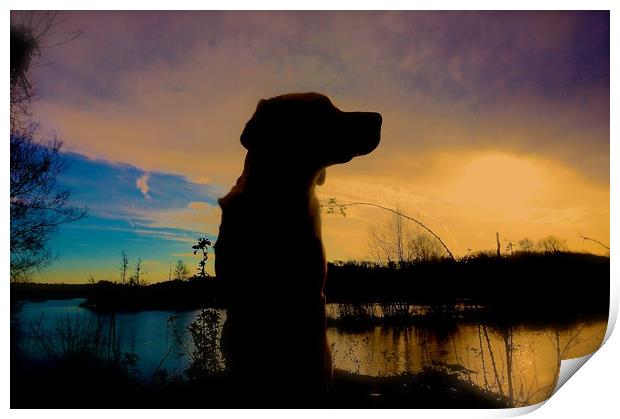 Sunset and Silhouette Labrador Dog                Print by Sue Bottomley