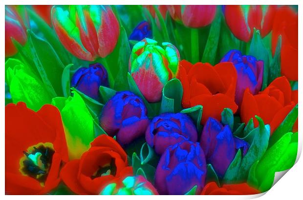 Bunch of Tulips                                Print by Sue Bottomley