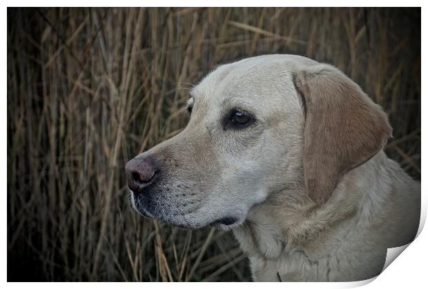 Six Year Old Golden Labrador                       Print by Sue Bottomley