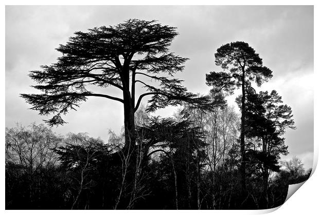 B&W Photograph Tree's                              Print by Sue Bottomley