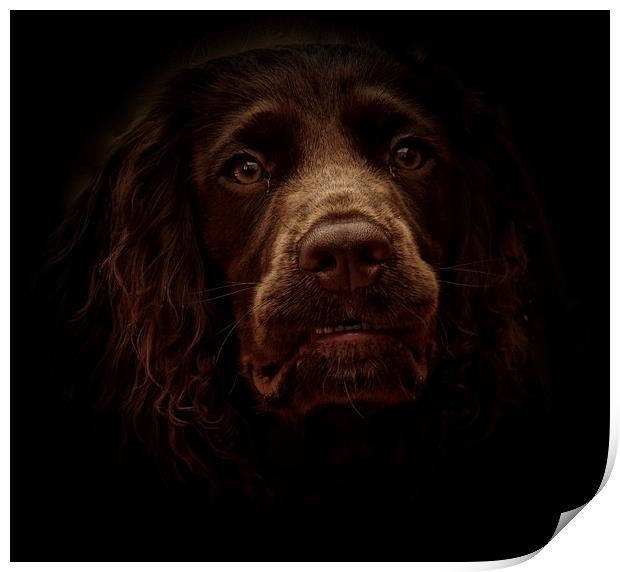 English Cocker Spaniel out of the shadows          Print by Sue Bottomley