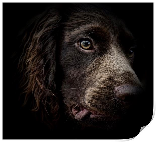 The face of seven month old English Cocker Spaniel Print by Sue Bottomley