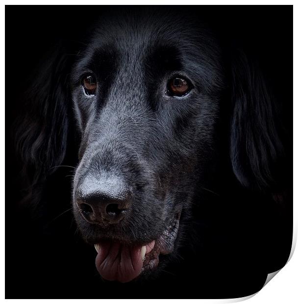 The face of a Flat-Coated Retriever                Print by Sue Bottomley