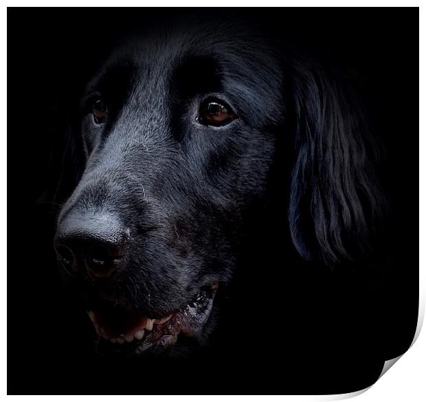 Face of a Black Flat-Coat Retriever Dog            Print by Sue Bottomley