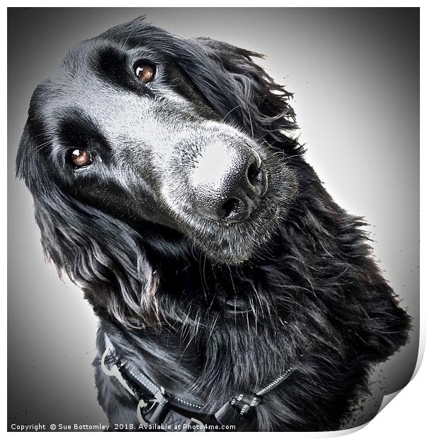Flat-Coated Retriever Print by Sue Bottomley