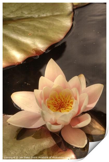 Water Lily Print by Jon Saiss