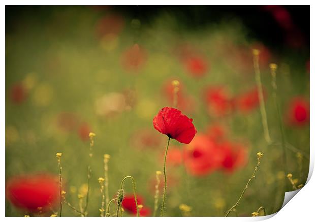 Red poppy Print by Junwei Chu