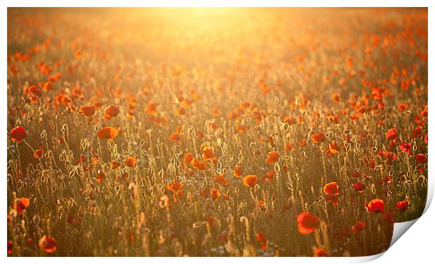 Poppy field sunset Print by Junwei Chu