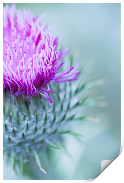 Thistle Print by Ben Shirley