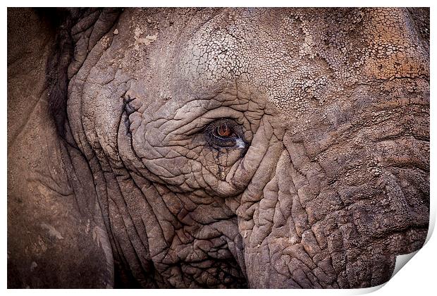 Eye of the Elephant Print by Ben Shirley