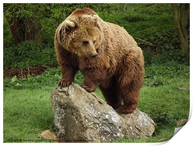 Brown Bear Standing Print by Mandie Jarvis
