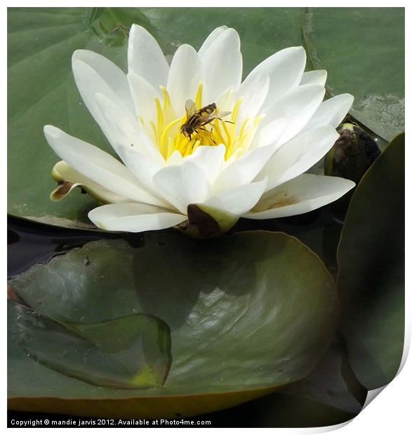 Water-lilly and Lilly pads Print by Mandie Jarvis