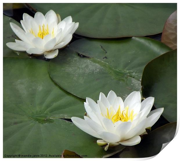 Water lilly duo Print by Mandie Jarvis