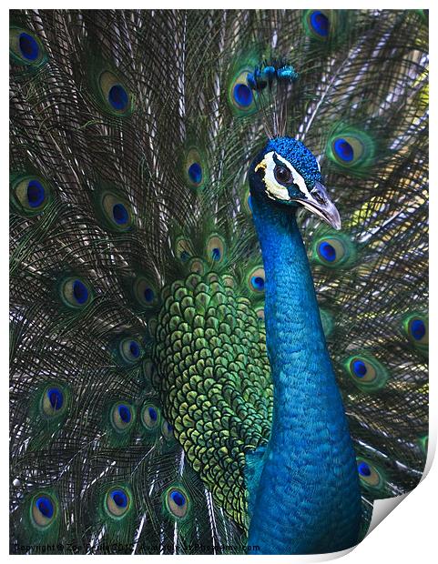 Male Peacock Print by Zoe Ferrie