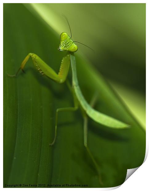 Green Praying Mantis Print by Zoe Ferrie