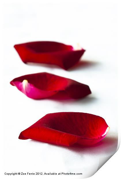 Scattered rose petals Print by Zoe Ferrie