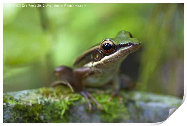 Common Greenback Frog Print by Zoe Ferrie