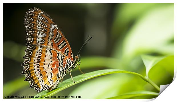 Malay Lacewing Butterfly Print by Zoe Ferrie