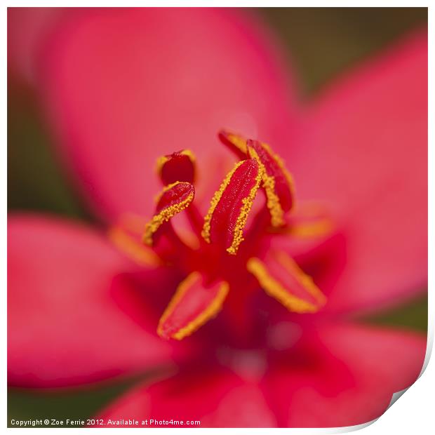 Stamens of a Jatropha Integerrima Print by Zoe Ferrie