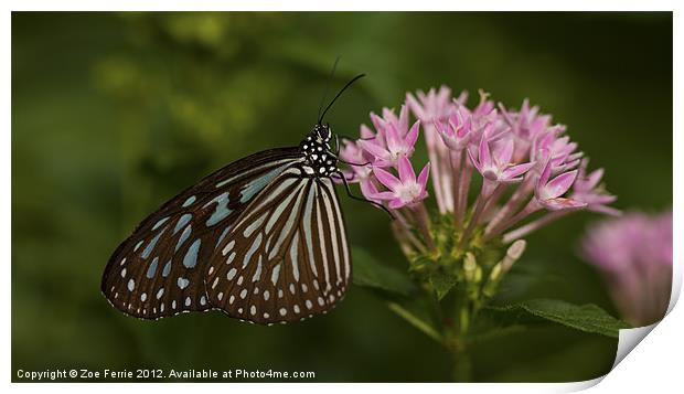Milkweed Butterfly Print by Zoe Ferrie