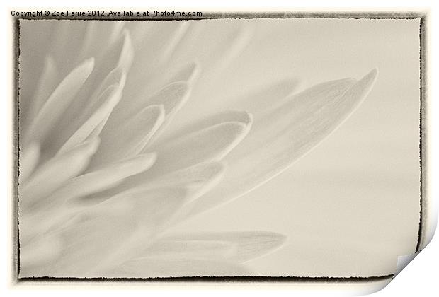 Gerbera Petals Print by Zoe Ferrie