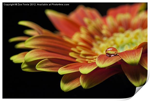 Waterdrop on the petal of a orange Gerbera Daisy I Print by Zoe Ferrie