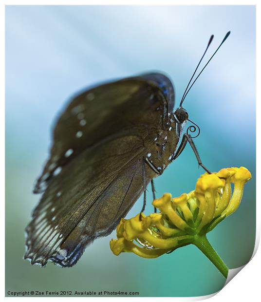Butterfly on a Flower Print by Zoe Ferrie