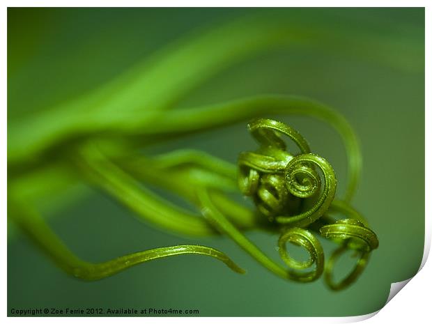 Macro photograph of new tendrils on a fern. Print by Zoe Ferrie