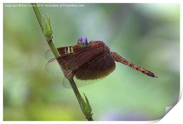 Dragonfly on a Leaf Print by Zoe Ferrie