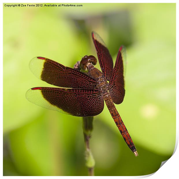 Macro photograph of a Dragonfly on a Leaf Print by Zoe Ferrie