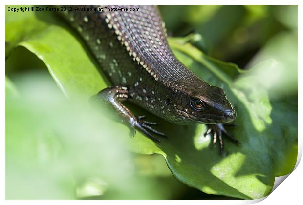 Macro photograph of a common sun skink taken in Ma Print by Zoe Ferrie