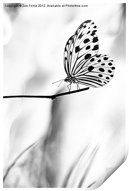 The Paper Kite Butterfly in B&W Print by Zoe Ferrie
