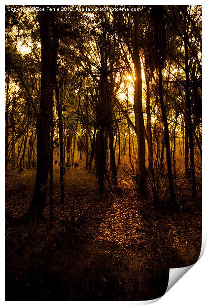 Golden light in Australia Print by Zoe Ferrie