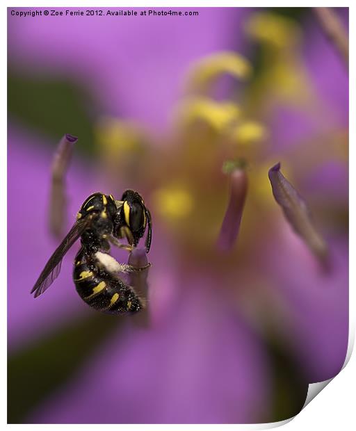 Yellow-faced Bee Print by Zoe Ferrie