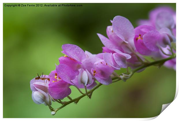 The Ant and the Flower Print by Zoe Ferrie