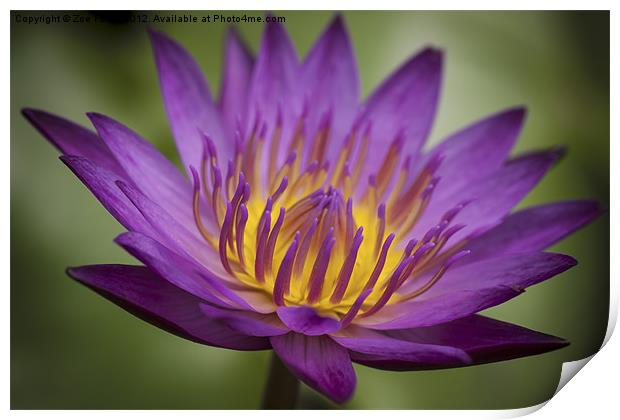 Water Lily Print by Zoe Ferrie