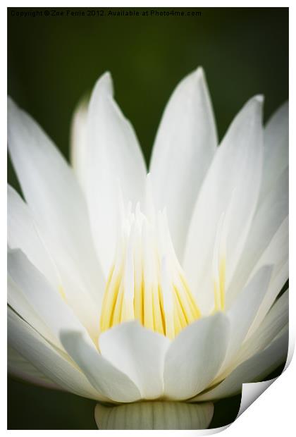 Macro photograph of a white & yellow Water Lily Print by Zoe Ferrie