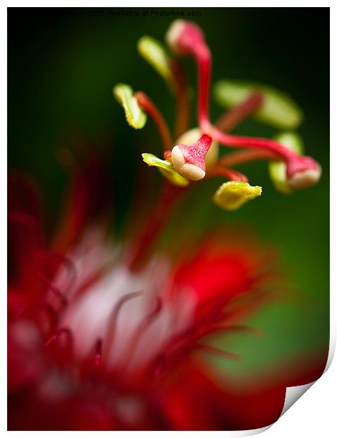 Passiflora flower Print by Zoe Ferrie