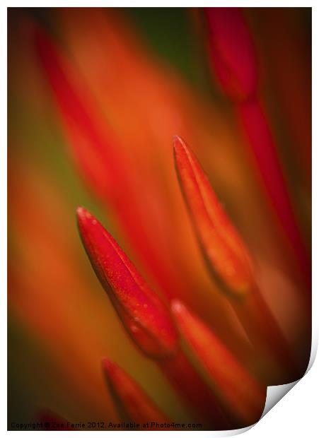 Abstract Macro photograph of the buds on an Ixora  Print by Zoe Ferrie