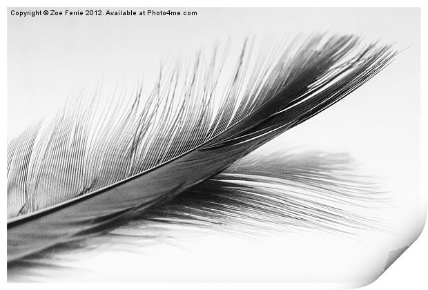 Feather and it's reflection in B&W Print by Zoe Ferrie